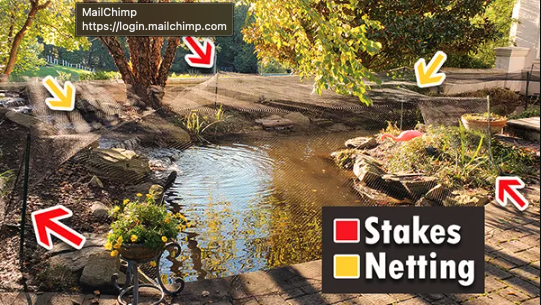 Fall Pond Netting